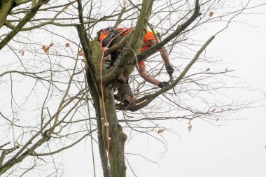 Tree cerrahlar halatlar ve kesme ağaçlar tırmanma