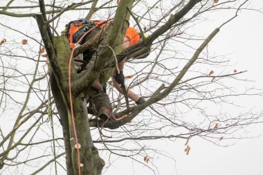 Tree cerrahlar halatlar ve kesme ağaçlar tırmanma