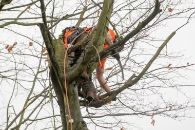 Tree cerrahlar halatlar ve kesme ağaçlar tırmanma