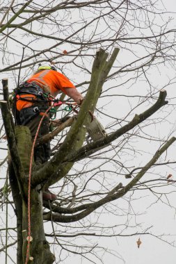 Tree cerrahlar halatlar ve kesme ağaçlar tırmanma