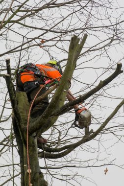 Tree cerrahlar halatlar ve kesme ağaçlar tırmanma