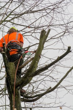 Tree cerrahlar halatlar ve kesme ağaçlar tırmanma