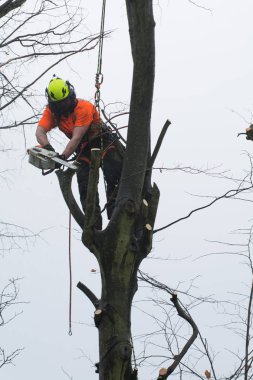 Tree cerrahlar halatlar ve kesme ağaçlar tırmanma