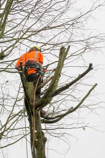 Tree cerrahlar halatlar ve kesme ağaçlar tırmanma