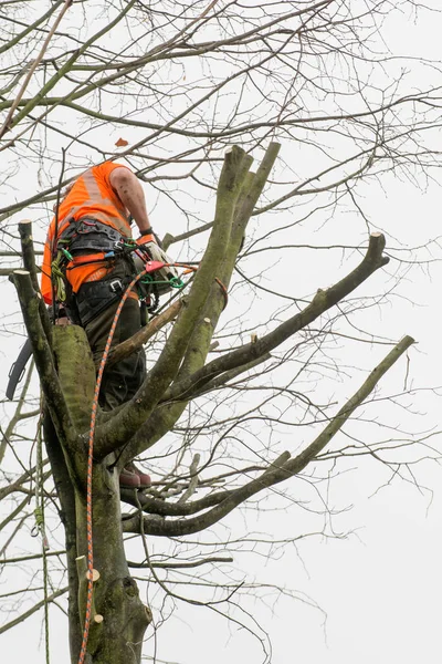 Tree cerrahlar halatlar ve kesme ağaçlar tırmanma