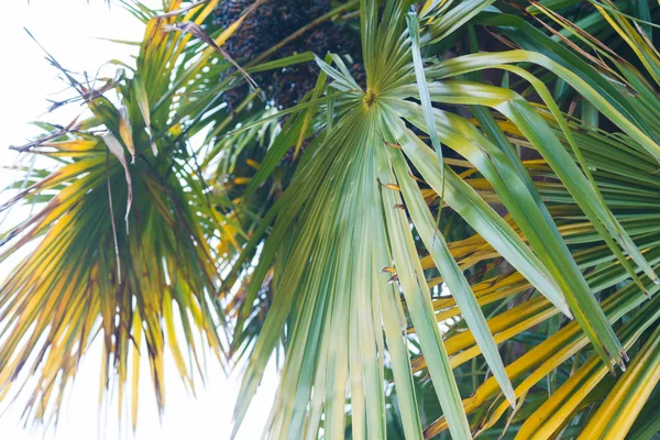 Fundo tropical de verão de folhas de palmeira — Fotografia de Stock