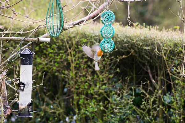 Robin eating from bird feeder in a garden