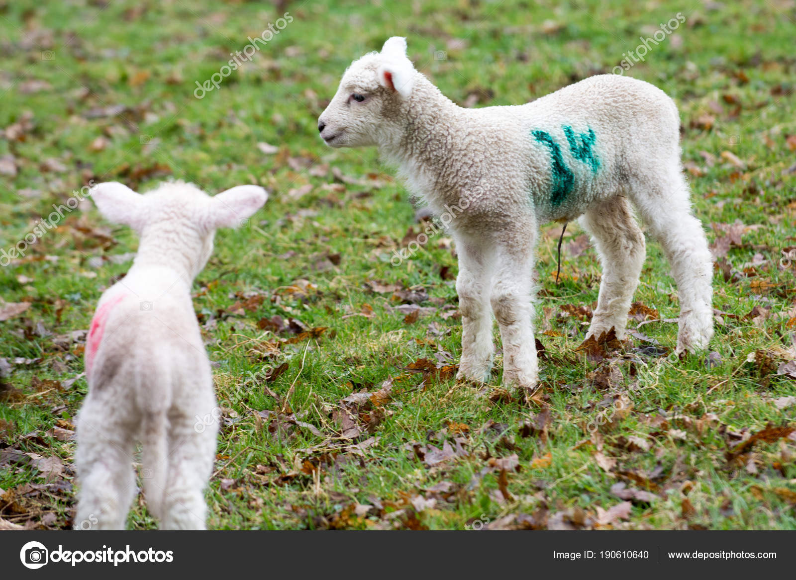 Baby lamb in field in spring during lambing season — Stock Photo ... for baby lamb in spring
35fsj Baby lamb in field in spring during lambing season — Stock Photo ... for baby lamb in spring
35fsj