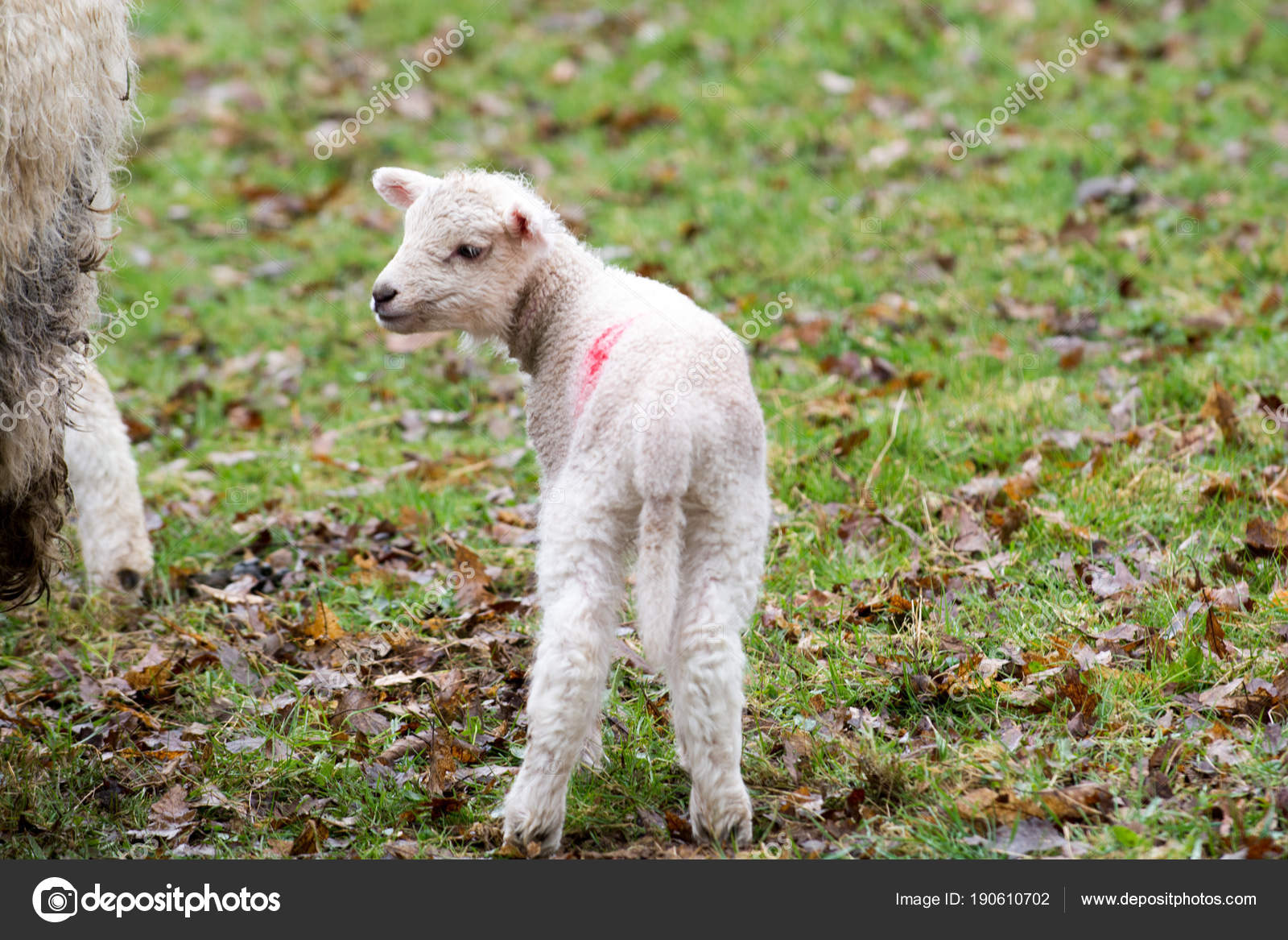 Baby lamb in field in spring during lambing season — Stock Photo ... for baby lamb in spring
26bof Baby lamb in field in spring during lambing season — Stock Photo ... for baby lamb in spring
26bof