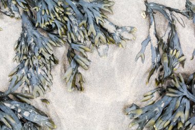 Bir plaj kıyısında kahverengi yosun