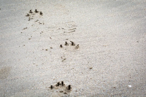 Животное, отпечаток лапы на песчаном пляже — стоковое фото