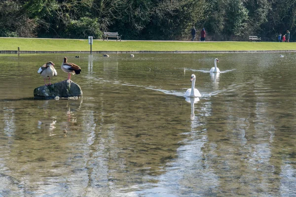 Weiße Schwäne schwimmen auf einem See mit klarem Wasser — Stockfoto