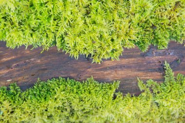 Doğal ahşap arka plan kopya alanı arasında moss ile