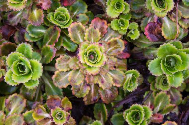 Kaktüs bitkileri açık havada büyüyen grubu