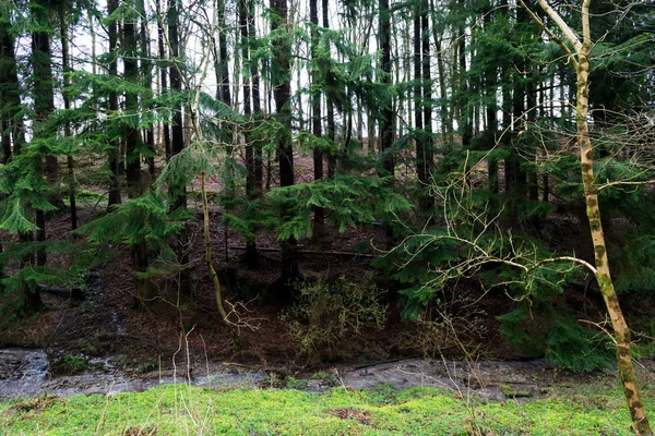 Wild zugewachsener schlammiger Pfad durch den Wald — Stockfoto