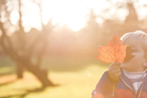 아이들은 나뭇잎을 보는 자연 과 환경에 대해 배웁니다. — 스톡 사진