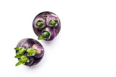 Pembe inci ve mavi yıldız Hyacinthus ampulleri İç mekan bitkileri 