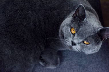Koyu gri evcil kedi evde dinleniyor. Kameraya doğru ilerliyor.