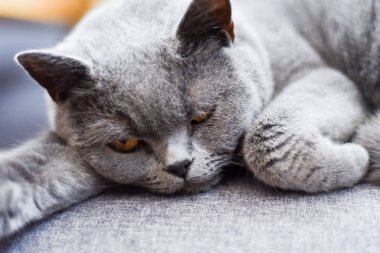 Huzurlu uyuyan kedi en sevdiği koltukta uykusundan uyanıyor.