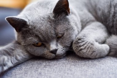 Huzurlu uyuyan kedi en sevdiği koltukta uykusundan uyanıyor.