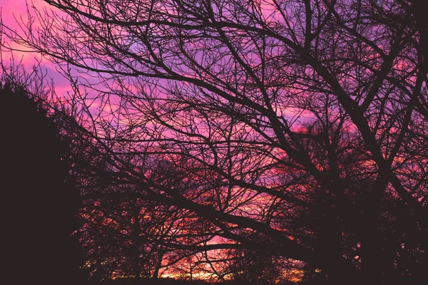 Dramatic pink dawn sunrise through tree branches in early mornin — Stock Photo, Image