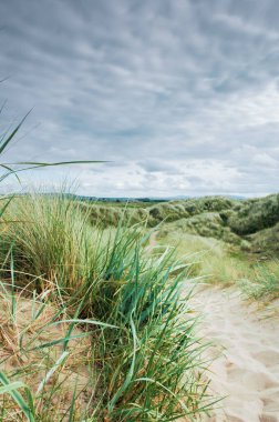 Kumsaldaki kum tepecikleri boyunca uzun çimenler ve hayır. 