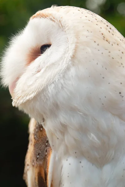 Gemeenschappelijke schuur Uil Witte uil staat tegenover de camera — Stockfoto