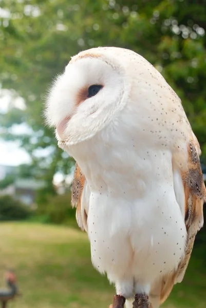Common Barn Owl White owl stands facing side on to camera