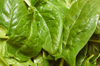 Fresh spinach, organic spinach washed with water, a source of nu