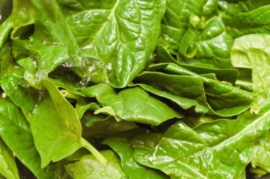 Fresh spinach, organic spinach washed with water, a source of nu