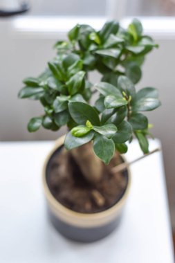 Lush green potted plant on a white table in a modern home interi