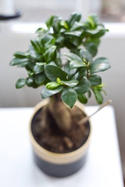 Lush green potted plant on a white table in a modern home interi