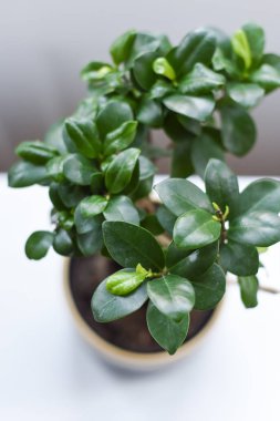 Lush green potted plant on a white table in a modern home interi