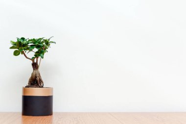 Modern iç mimarideki Bonsai ağacı, arka plan beyaz duvar minyatür ağacı, kapalı bahçe için saksıda yetişir.