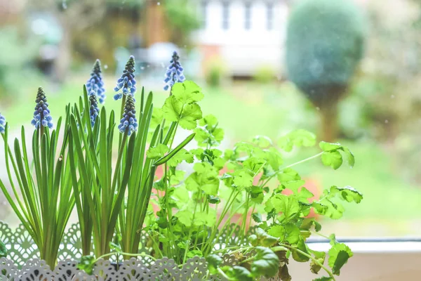 Kotak Jendela Dengan Kebun Herbal Dan Bola Lampu Musim Semi — Stok Foto