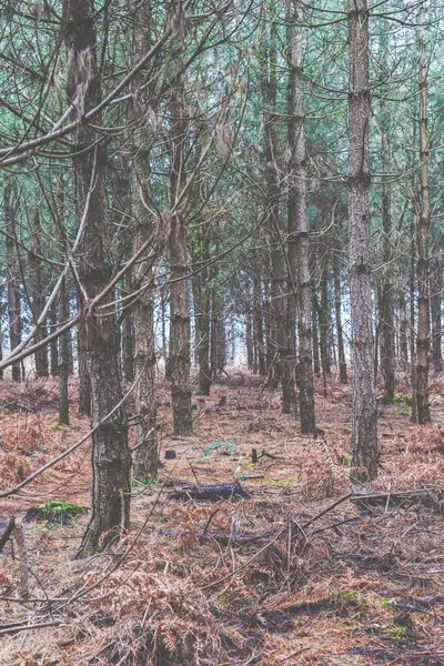 Waldbäume Landschaft Einem Nadelwald Szene Mit Hohen Bäumen Und Keine — Stockfoto