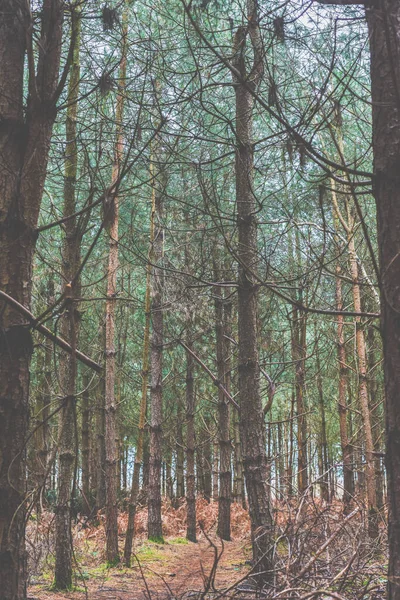 Waldbäume Landschaft Einem Nadelwald Szene Mit Hohen Bäumen Und Keine — Stockfoto