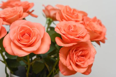 Pembe güller beyaz arkaplan ile kaplanır