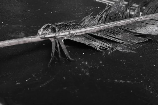 Çevre Kirliliği kavramı bir kuş tüyü zarar görmüştür ve kirli su yüzünden petrole bulanmıştır.