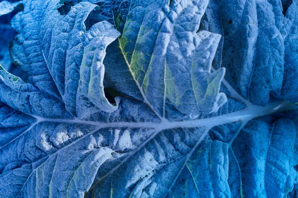 Blue green leaf toned image of plant leaves with frozen frost effect in detail