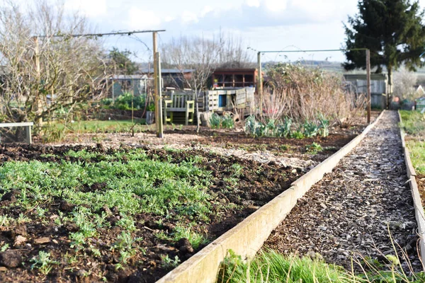 Allotment plot or community garden shared by multiple owners to grow your own vegetables and food