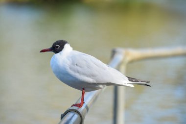Kroicocephalus ridibundus veya korkuluktaki siyah başlı martı.