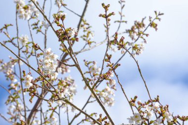 Beyaz yapraklı ağaçta yetişen çiçekler.