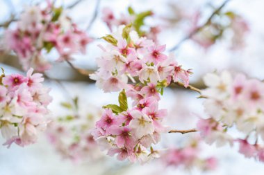 Mavi gökyüzü arka planında pembe çiçek yaprakları olan çiçek ağacı.
