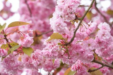 Bir ağaç dalında pembe çiçek açıyor. Yaklaş.