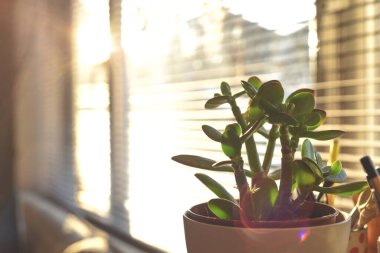 Evin penceresine küçük bir para ağacı dikilir. Güneş ışığı altında iç kısımlar.