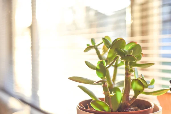 Petite Plante Arbre Argent Dans Fenêtre Intérieur Maison Lumière Soleil — Photo