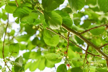 Parlak bir günde gün ışığıyla yaprakların alçak açılı görüntüsü