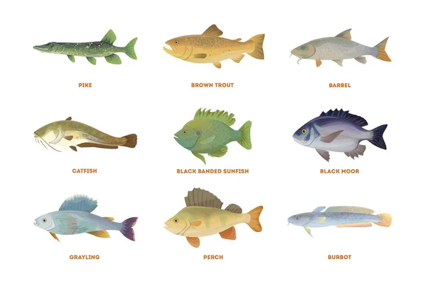 River fish set. — Stock Illustration River fish set. Royalty Free Stock Vectors