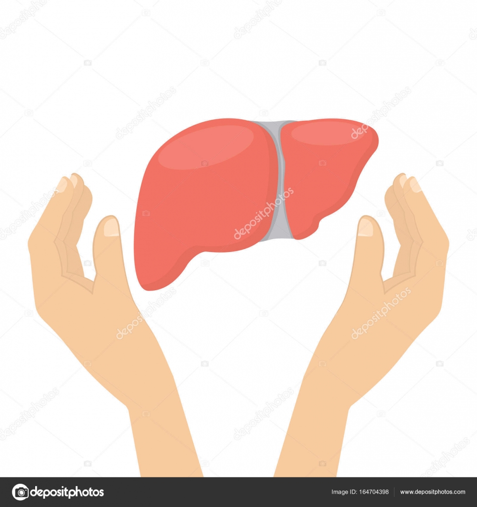 печень красивая. здоровая печень на белом фоне. печень руки. печень руки. здоровая печень иллюстрация.